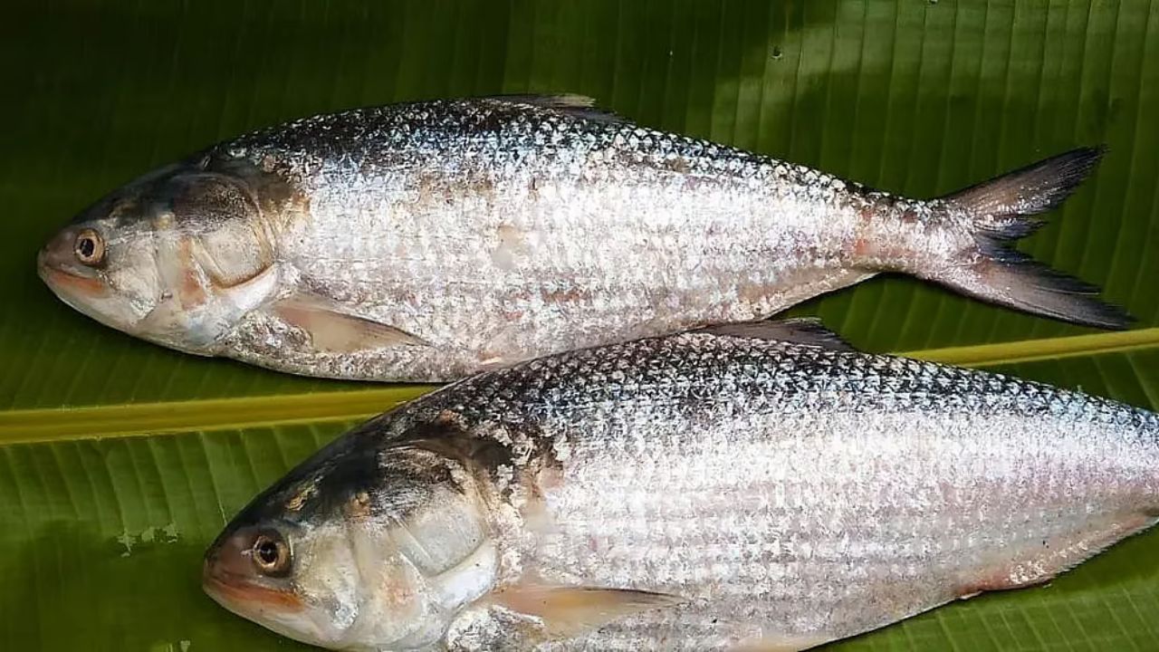 ইলিশের জন্য মেঘনার পাড়ে দোয়া-মোনাজাতের আয়োজন